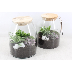 arr2 MB - Terrarium Madrid 999/4