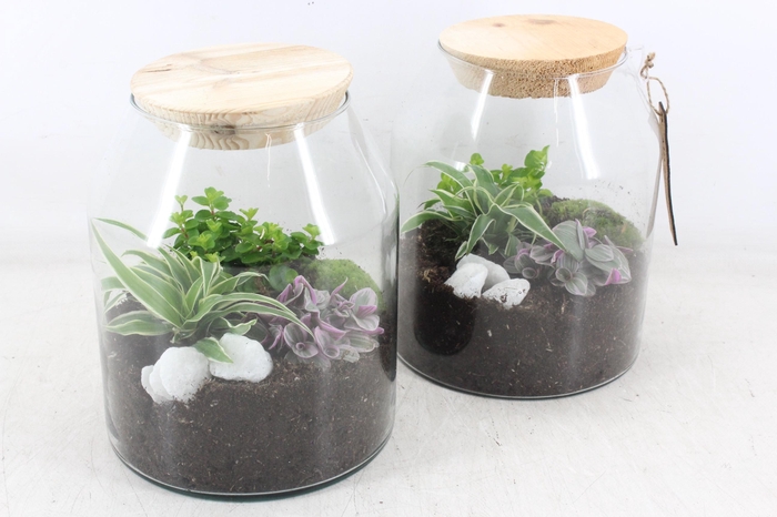 <h4>arr2 MB - Terrarium Madrid 999/4</h4>