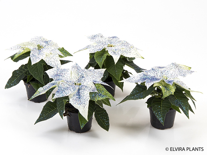 <h4>EUPHORBIA PULCH P6 WIT BLAUW GLITTER</h4>