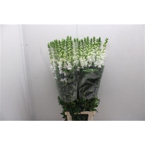 Antir Poto White 110