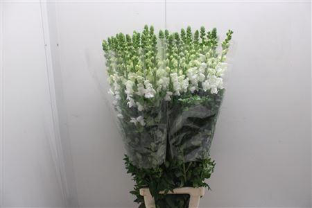 <h4>Antir Poto White 110</h4>