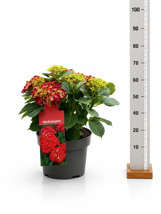 <h4>.Hydrangea macrophylla hi fire</h4>