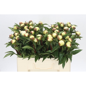 Paeonia Duchesse De Nemours