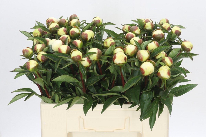 Paeonia Duchesse De Nemours