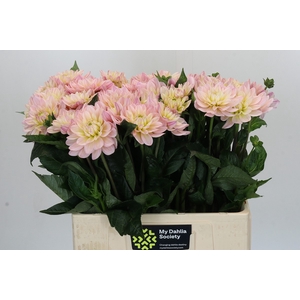 Dahlia Dianas Memory