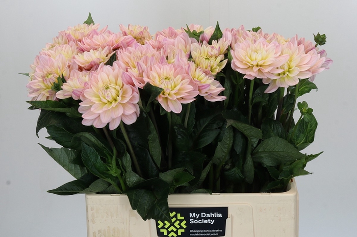 Dahlia Dianas Memory
