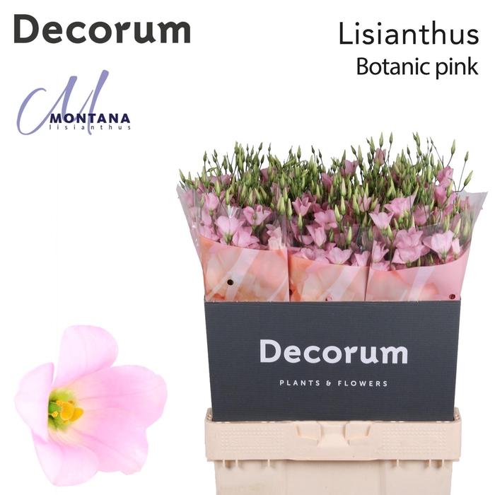 <h4>Lisianthus Botanic pink 70cm</h4>