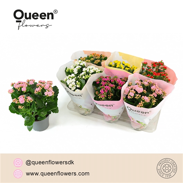 <h4>Kalanchoe Mix P14 Queen</h4>