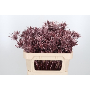 Eryn Orion Kl Bh Rose Goud