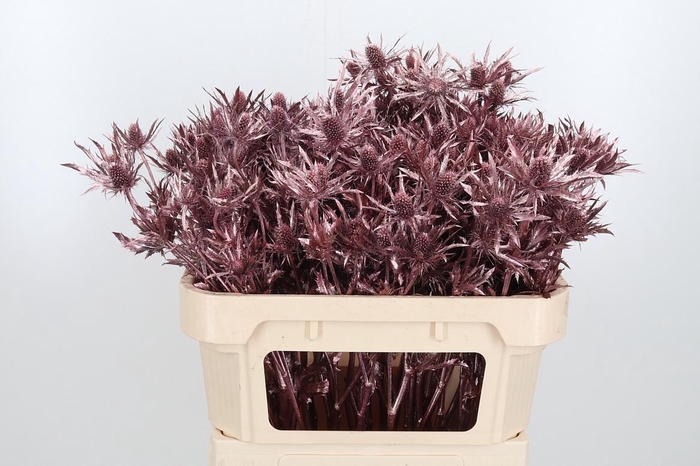 <h4>Eryn Orion Kl Bh Rose Goud</h4>