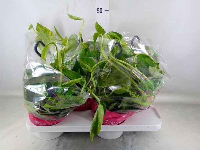 <h4>Epipremnum pinn. HG</h4>