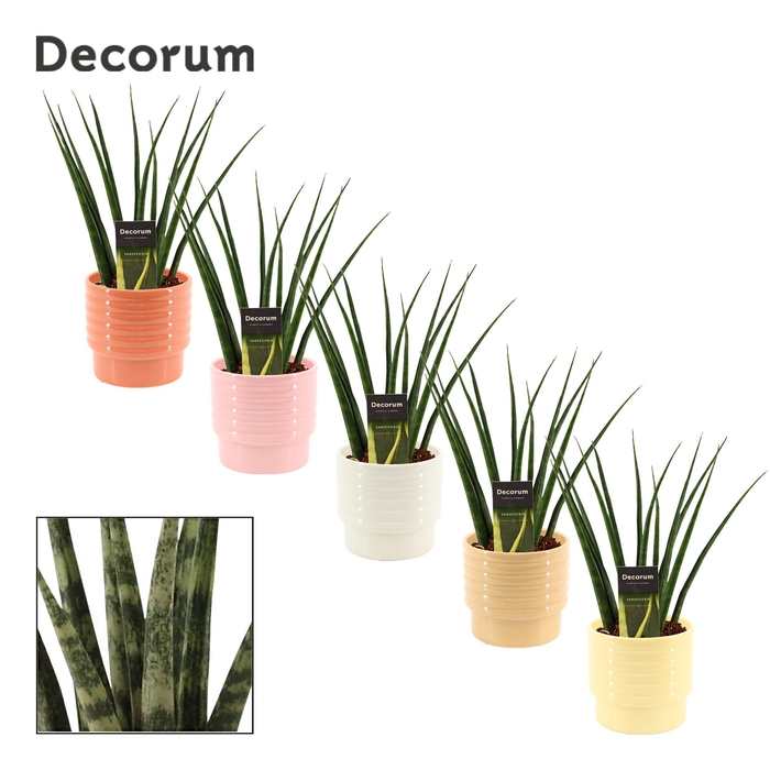 <h4>Sansevieria Fernwood 12 cm in Naemi (Sympathetic moods-collectio</h4>