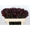 Leucadendron Saf Sunset Dark R.