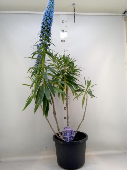 <h4>Echium webbii</h4>