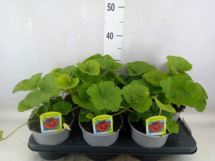 <h4>Alcea rosea 'SpringCel Crimson'</h4>