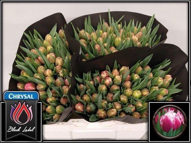 <h4>TU DU COLUMBUS</h4>