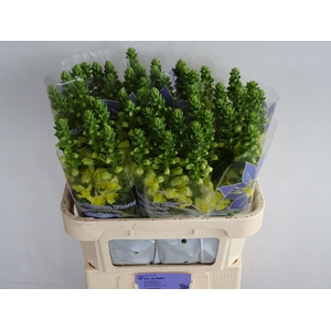 Antir Legend Yellow 75cm