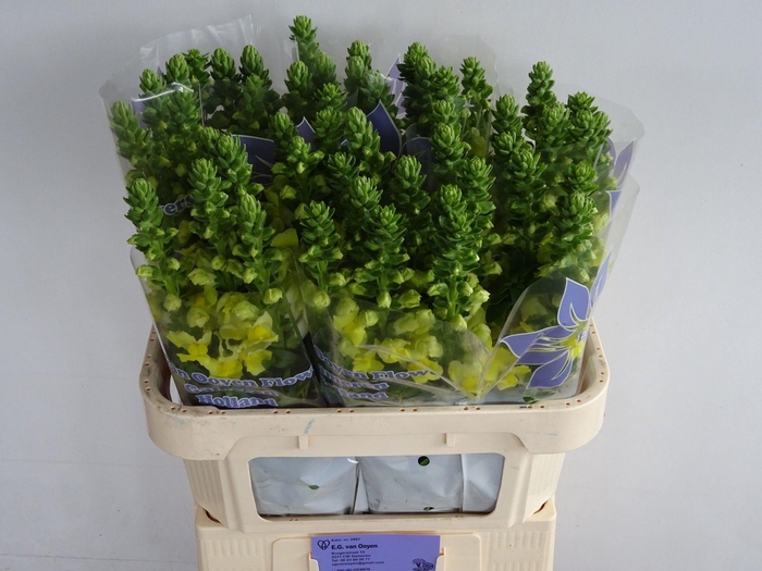 <h4>Antir Legend Yellow 75cm</h4>