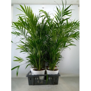 Chamaedorea cataractarum