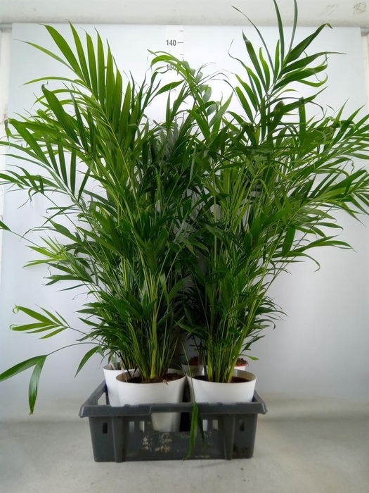 <h4>Chamaedorea cataractarum</h4>