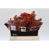 Rozenbottel Autumn Rosefruits
