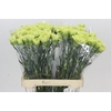 Dianthus St Goblin