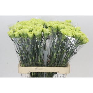 Dianthus St Goblin