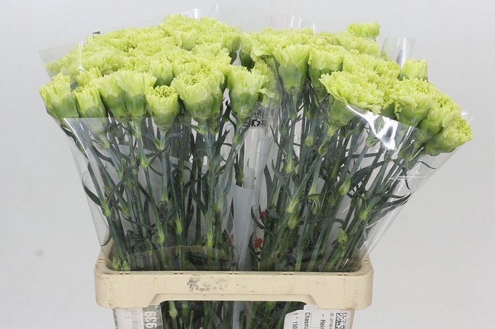 <h4>Dianthus St Goblin</h4>