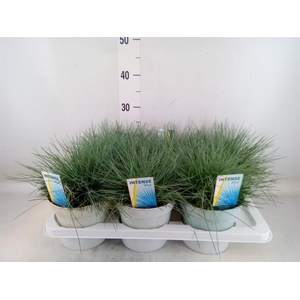 Festuca glauca 'Intens Blue'