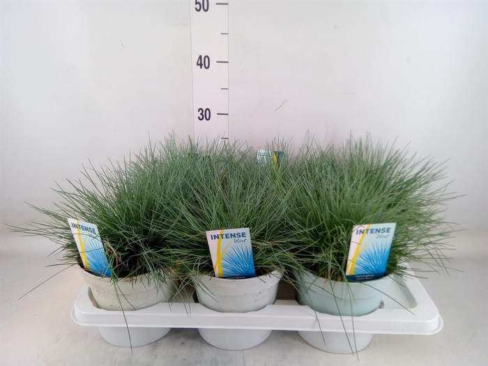 <h4>Festuca glauca 'Intens Blue'</h4>