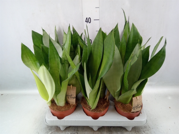 Sansevieria trifa. 'Moonshine'