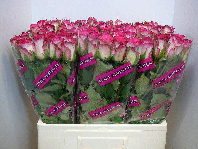 <h4>R GR DOUBLE DATE!</h4>