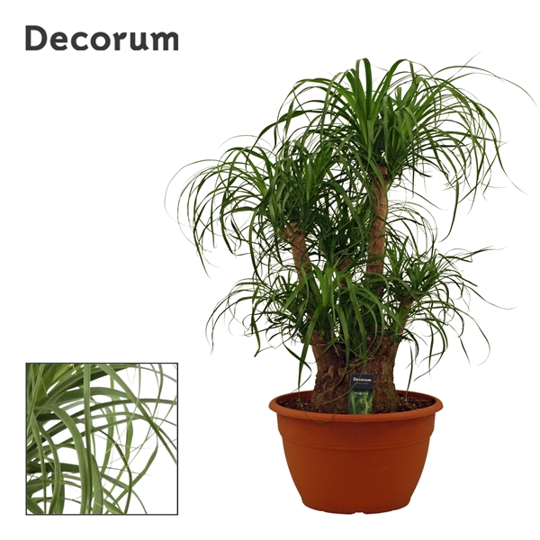 <h4>Beaucarnea vertakt 35 cm (Decorum)</h4>