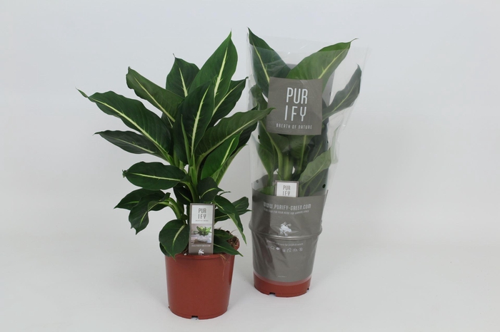 <h4>Dieffenbachia 'Green Magic'</h4>