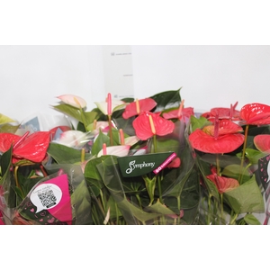 ANTHURIUM VARIADO P12