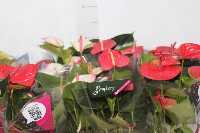 <h4>ANTHURIUM VARIADO P12</h4>