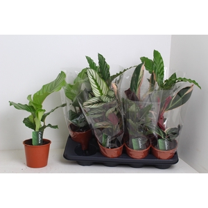 CALATHEA MIX P13