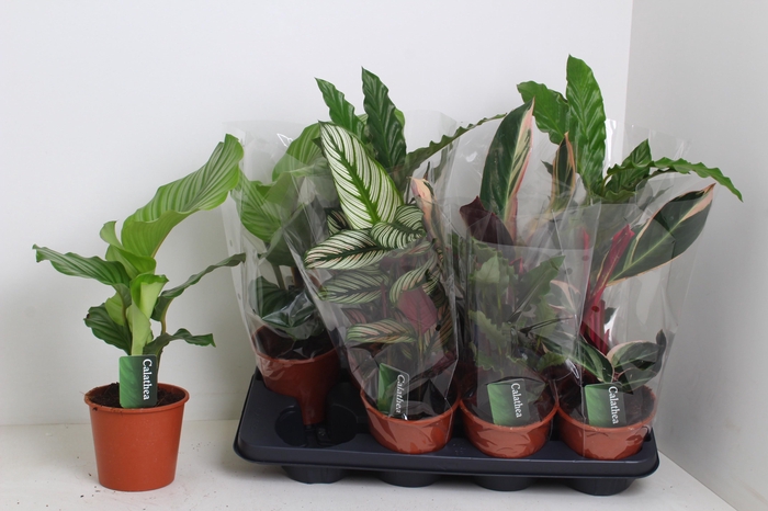 <h4>CALATHEA MIX P13</h4>