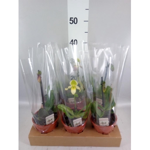 Paphiopedilum   ...