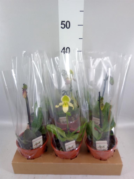 <h4>Paphiopedilum   ...</h4>