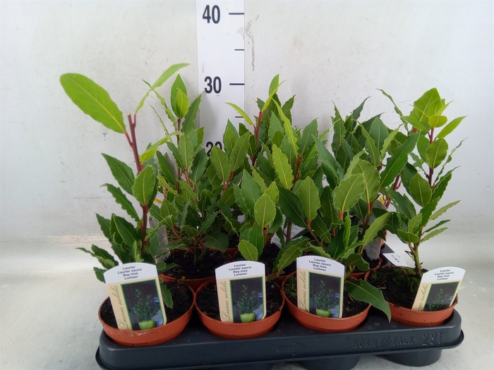 <h4>Laurus nobilis</h4>