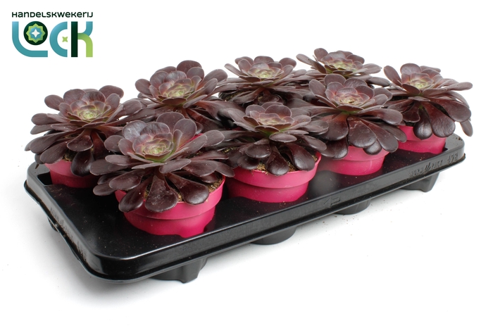 <h4>Aeonium Arboreum</h4>