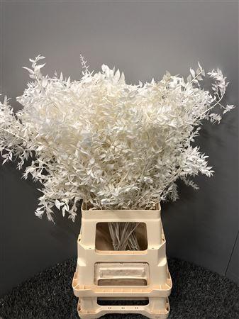 Dr Ruscus Bleached Bianco
