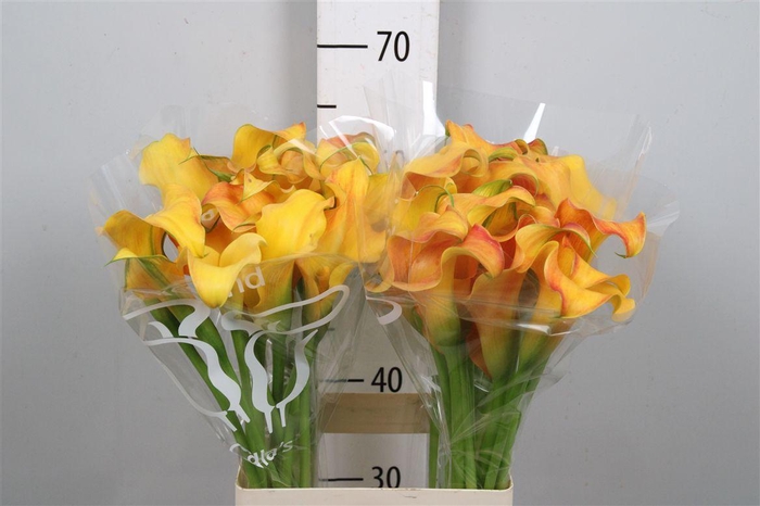 <h4>Zant Callista</h4>