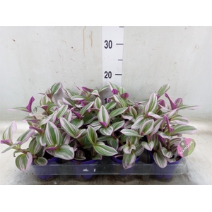 Tradescantia albif. 'Nanouk'