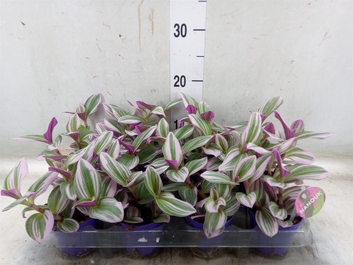 <h4>Tradescantia albif. 'Nanouk'</h4>