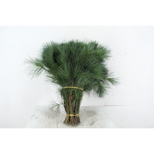 PINUS STROBUS PER STEM 50CM