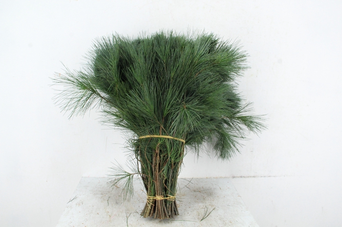 <h4>PINUS STROBUS PER STEM 50CM</h4>