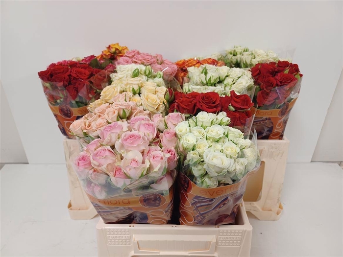 <h4>R TR GEM IN FUST</h4>