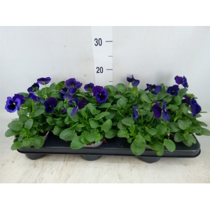 Viola wr. 'Delta Neon Violet'